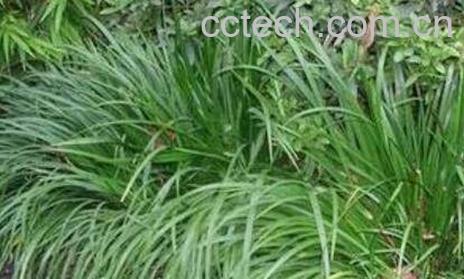 石菖蒲的功效与作用 石菖蒲能治什么病-1