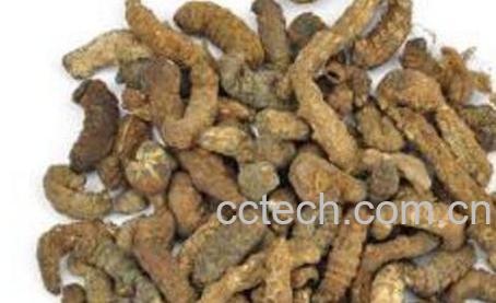 麸炒僵蚕的功效与作用-0