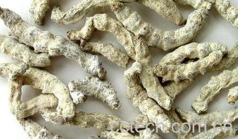 麸炒僵蚕的功效与作用-1