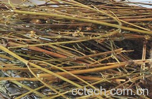 藏茵陈的功效与作用及药用价值-0