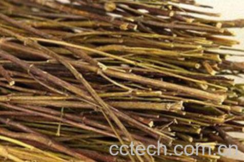 藏茵陈的功效与作用及药用价值-1