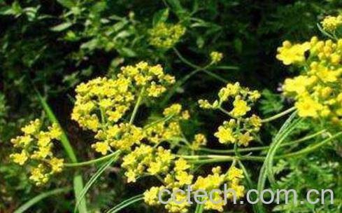 柴胡的功效与作用及临床应用-0