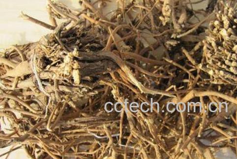 柴胡的功效与作用及临床应用-1