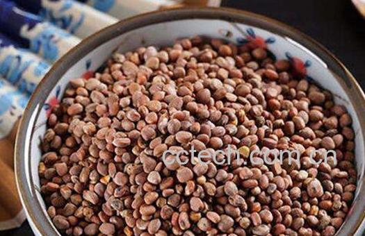 炒莱菔子功效与作用-1