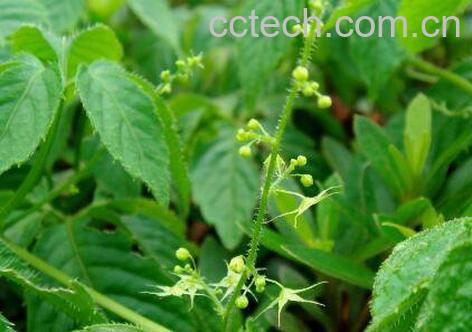 胶原蛋白是什么 胶原蛋白的功效与作用-1