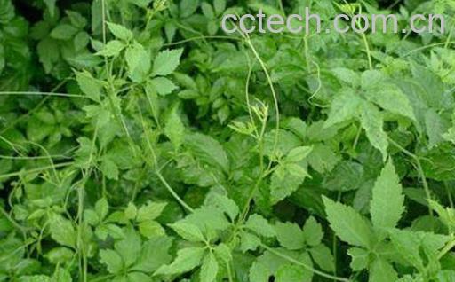 绞股蓝的功效与作用-0