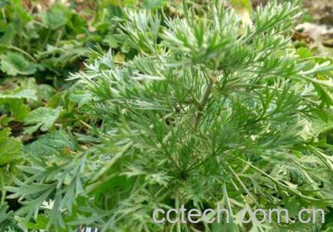 茵陈的功效与作用 茵陈的食用禁忌-1