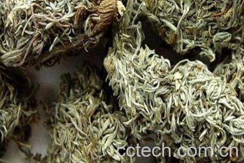 茵陈的功效与作用 茵陈的食用禁忌-0