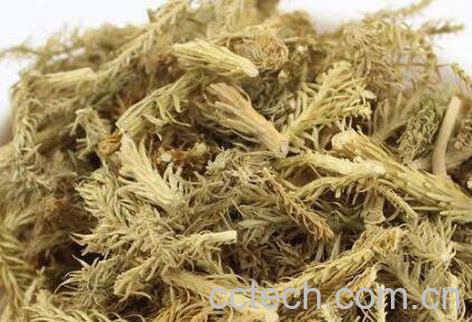 伸筋藤与伸筋草的区别-0