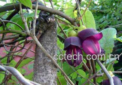 红藤的功效与作用及食用方法-0