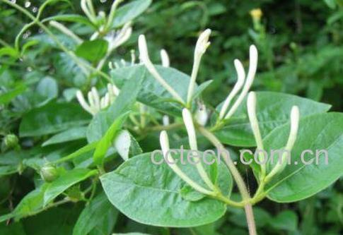 忍冬藤的功效与作用及药用价值-0