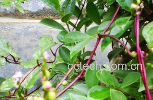 红藤的功效与作用及食用方法-1