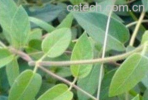 忍冬藤的功效与作用及药用价值-1