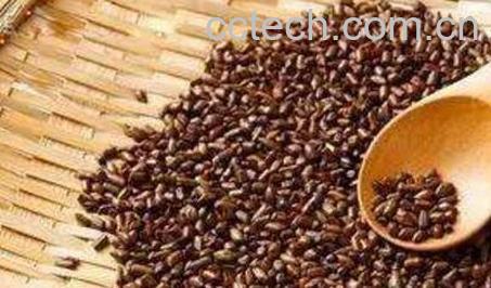 决明子泡水喝的功效 决明子怎么泡水-1