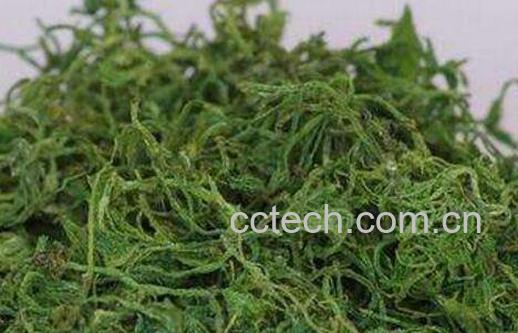 绞股蓝泡水喝的功效 绞股蓝泡水喝的好处-0