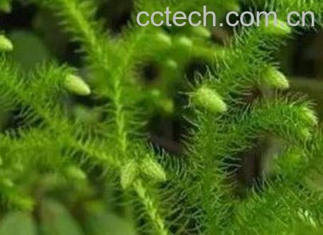 伸筋草图片 伸筋草泡水喝的功效-1