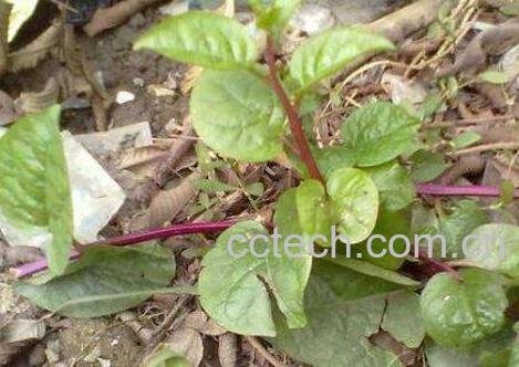 伸筋藤的功效与作用及食用方法-1