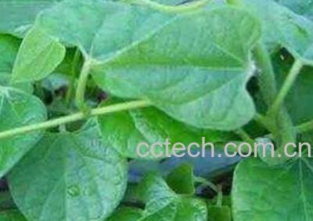 伸筋藤的功效与作用及食用方法-0