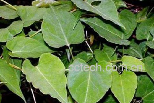 首乌藤和何首乌的区别-0