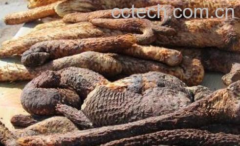 长期吃肉苁蓉的危害 肉苁蓉的危害极大-1