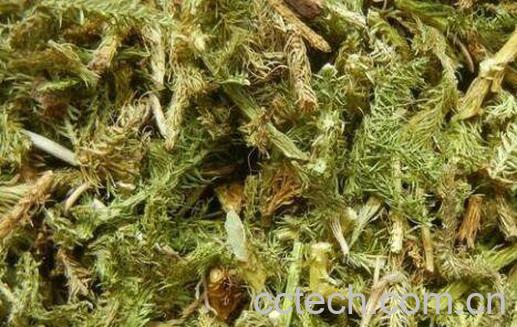 伸筋草的功效与作用 伸筋草的药用价值-0