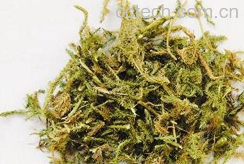 伸筋草的功效与作用 伸筋草的药用价值-1