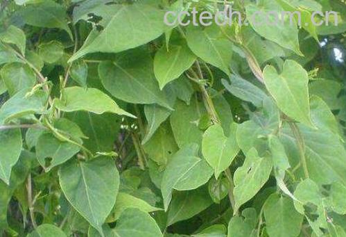 首乌藤的副作用与禁忌 首乌藤的药用价值-0