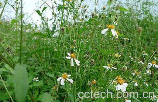 鬼针草能治高血压吗 鬼针草泡水喝的功效-1