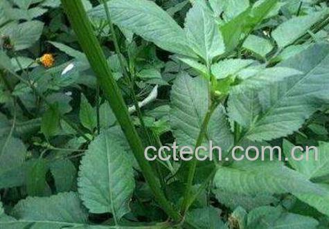 鬼针草能治高血压吗 鬼针草泡水喝的功效-0