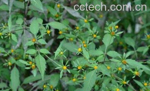 鬼针草的功效与作用及禁忌-1