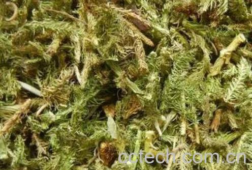 伸筋草泡水喝的功效与禁忌-1