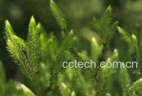 伸筋草泡水喝的功效与禁忌-0