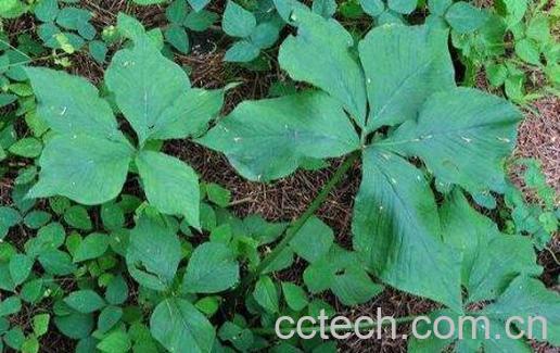 透骨草的功效与作用及禁忌-1