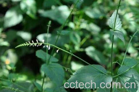 透骨草的功效与作用及禁忌-0