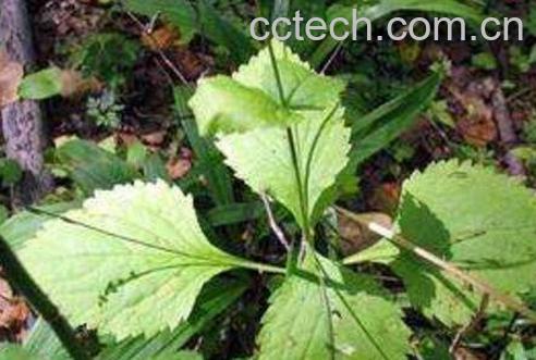 透骨草的副作用 透骨草的使用禁忌-0