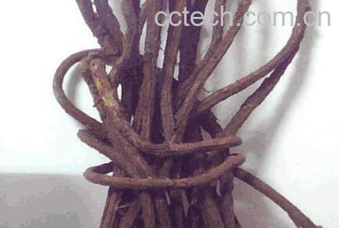 大血藤的功效与作用及药用价值-0