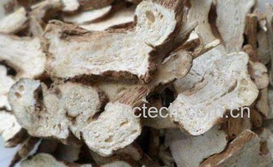 白术的功效与作用及临床用法-1