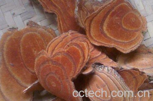 大血藤的功效与作用及药用价值-1