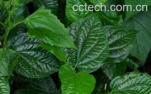 海风藤的功效与作用及药用价值-1