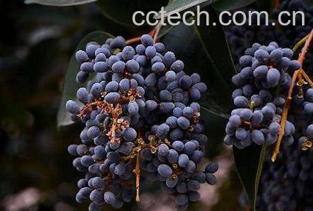 女贞子的功效与作用 女贞子的常见吃法-0