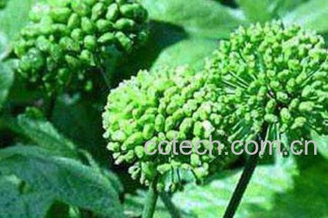 三七花的功效与作用 吃三七花的好处-1