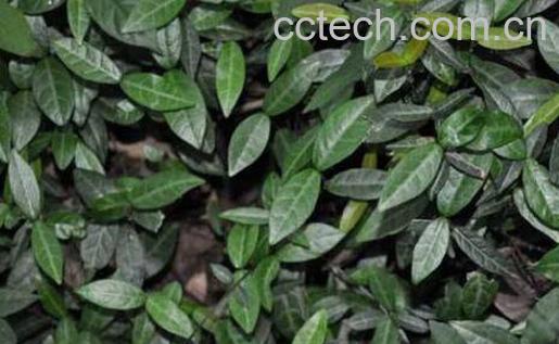 络石藤的功效与作用及药用价值-1