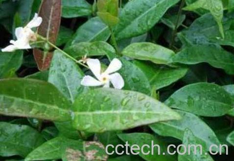 络石藤的功效与作用及药用价值-0