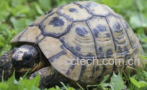 乌龟的功效和药用价值-1