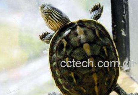 乌龟的功效和药用价值-0