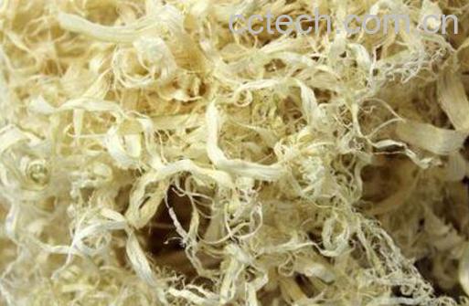 竹茹是什么 竹茹的功效与作用-1