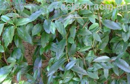 通血香功效与作用及药用价值-0