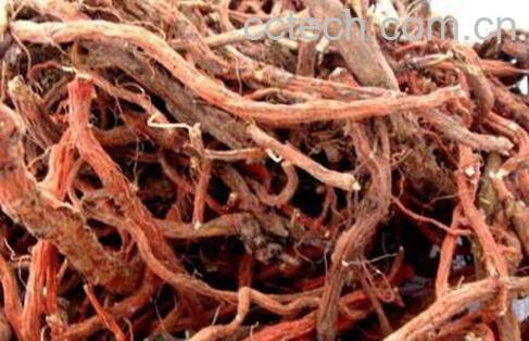 血参怎么吃好 血参的吃法技巧-1