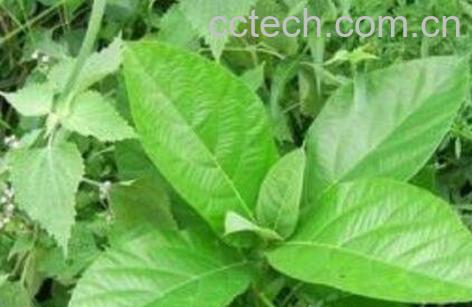 通血香功效与作用及药用价值-1