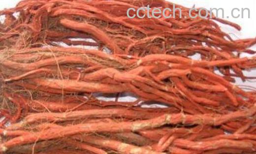 血参的功效与作用-0